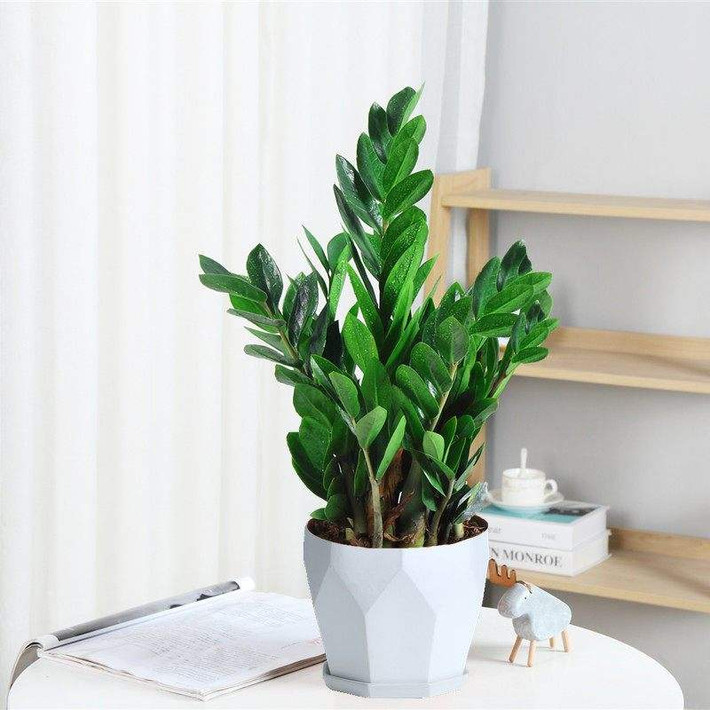 Cây Kim tiền có lá tròn đầy, dễ sinh trưởng, tràn đầy sức sống. Theo phong thủy, cây Kim Tiền có tác dung hút “kim khí” bên ngoài, có lợi cho việc chiêu tài của gia chủ. Chính vì thế đây là loại cây thích hợp bày trong nhà trong dịp năm mới 2022