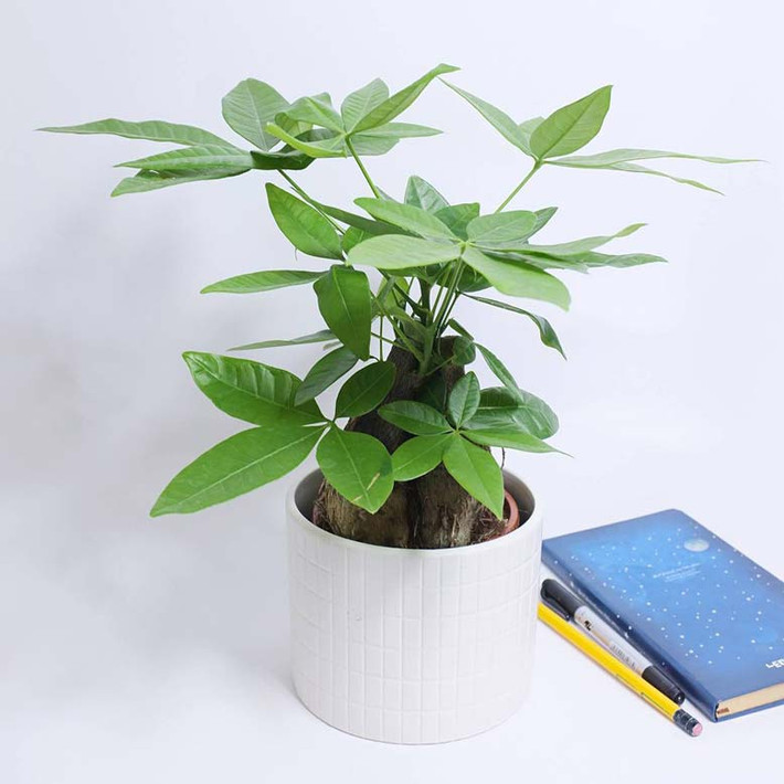 Cây Kim Ngân cũng là loại cây “sinh vượng”, có thể giúp vận thế của gia chủ trở nên tốt đẹp hơn, đặc biệt là về tài vận. Chính vì thế dịp năm mới 2022 , cây Kim Ngân là lựa chọn tốt để bày trong nhà, giúp vượng tài vượng lộc.