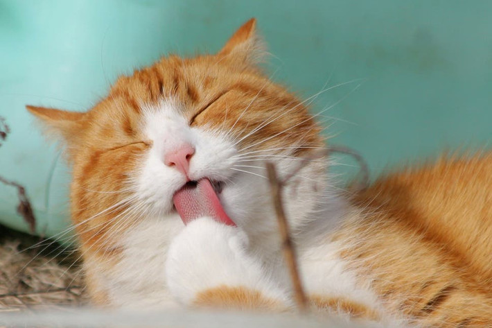 Tuổi Mão tuần này hơi thiếu nghiêm túc, cố gắng nói ít làm nhiều. Trong công việc, nếu trao đổi với sếp chưa hiểu rõ hoặc chưa đi đến ý kiến thống nhất không được hành động vội vàng, dễ mất lòng lãnh đạo, chưa kể bị phạt trừ lương. Con giáp có sự cạnh tranh với đồng nghiệp, liên quan tới cơ hội tiền bạc, cần chú ý tiểu nhân chơi xấu.