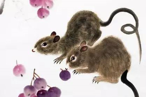 Người tuổi Tý sinh ra đã có ngũ hành Thủy vượng phát, con giáp này rất thông minh, ứng biến nhanh chóng với mọi sự thay đổi, đặc biệt khi gặp chuyện sẽ chọn cách tự mình giải quyết, ít khi nhờ vả người khác.