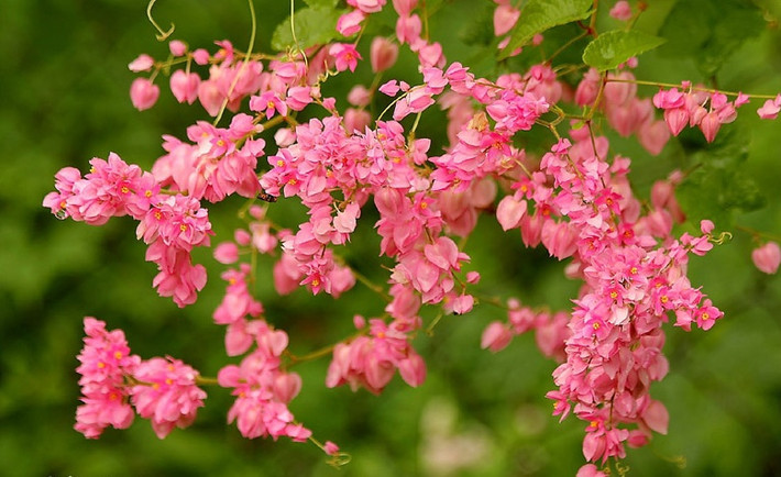 Bài thơ đã khiến nhà văn Ngọc Giao xúc động lạ thường. Ông đưa bài thơ cho vài đồng nghiệp đọc rồi cùng đưa ra nhận định: “Sao lại có bài thơ tuyệt đến thế này…!”.