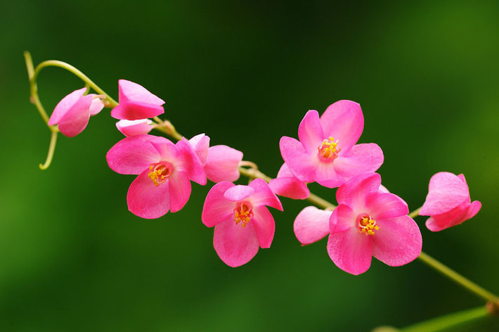Ngay sau đó, bài thơ Hai sắc hoa tigon chính thức ra mắt văn đàn trên tờ Tiểu thuyết Thứ bảy số 179 (ra ngày 23/09/1937) và trở thành một hiện tượng văn chương độc đáo. Bài thơ không chỉ là nỗi niềm của người con gái với “người ấy” mà còn thể hiện một cách viết mới mẻ, đầy sáng tạo.