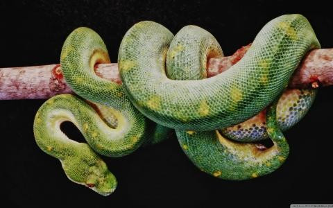 Đối với bạn bè, người tuổi Tỵ vô cùng chân thành, nhiệt tình, cũng rất rộng rãi đối đãi, luôn sẵn lòng giúp đỡ mà không tính toán.
