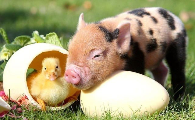Tuổi Hợi: Dự đoán ngày mới cho 12 con giáp chúc mừng vì bạn sẽ khá thuận lợi trong kinh doanh, tình cảm vì được quý nhân phù trợ. Mọi chuyện hung đều hóa cát nhanh chóng nên cứ bình tĩnh tiến lên. *Thông tin chỉ mang tính tham khảo, chiêm nghiệm