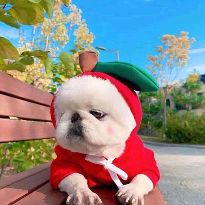 Tuổi Tuất làm việc ngày càng chuyên nghiệp, được khách hàng tin tưởng. Con giáp có những người bạn lý tưởng để hợp tác làm ăn, đừng hành động một mình.