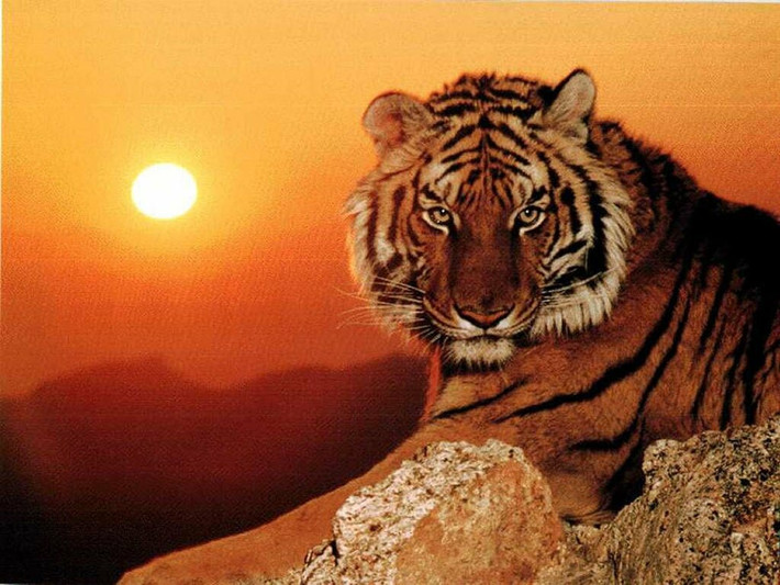 Đồng thời, năm 2022 người tuổi Dần cũng phát sinh không ít khoản phải chi khiến mất cân bằng tài chính, cần có kế hoạch thu chi hợp lý để tránh rơi vào cảnh phá sản.