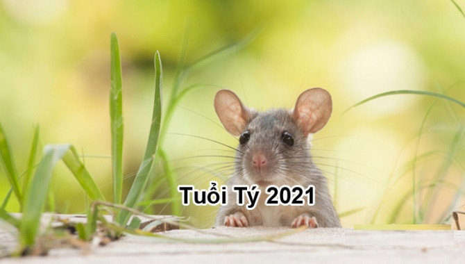 Vận đào hoa năm 2021 của người tuổi Tý cũng rất sáng sủa. Nếu còn độc thân, con giáp này độc thân dễ có tin vui về hôn nhân. Nhưng người tuổi Tý đã kết hôn cần thận trọng trong các mối quan hệ khác giới. Do có sao “Nhị Hắc, Bệnh Phù, Lục Hại” xuất hiên trong cung mệnh nên người tuổi Tý dễ mắc các bệnh về thận, bàng quang, tai mũi, tì vị, vùng thắt lưng, cũng cần lưu ý đến an toàn khi tham gia giao thông.