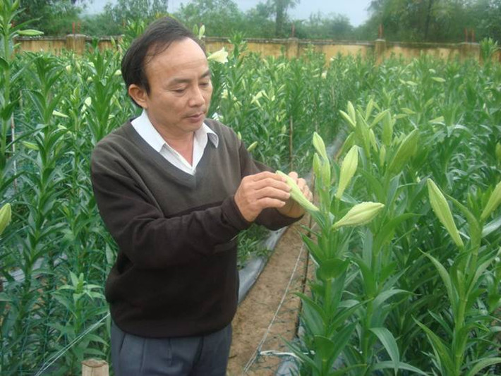 Hoa loa kèn tứ quý có nguồn gốc từ Hà Lan. Được các nhà khoa học Việt Nam nhập nội, khảo nghiệm và lai tạo thành công. Loa kèn tứ quý có đặc điểm hoa hướng thẳng đứng nên rất dễ cắm, hoa màu trắng tinh khôi, mùi thơm nhẹ, thân cao.