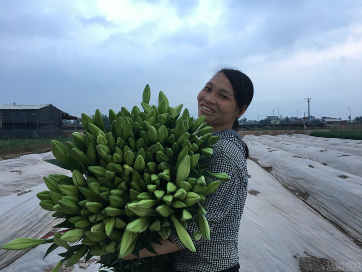 Đặc biệt, thay vì chỉ nở rộ một mùa như loa kèn ta, hoa loa kèn tứ quý nở rải rác nên có thể thu hái trong một thời gian dài để cung ứng cho người sử dụng. Ngoài ra, hoa loa kèn tứ quý có thể trồng nhiều vụ trong năm: vụ xuân hè (trồng tháng 2), vụ thu đông( trồng tháng 8 -10), vụ đông xuân (trồng tháng 10-12).