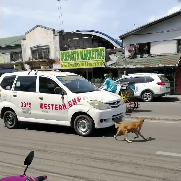Một chú chó mẹ ở thị trấn La Paz, thuộc thành phố Iloilo, Philippines cũng khiến người xem vô cùng cảm động khi chặn đầu những chiếc xe đi ngang qua đường và sủa lên thật to như có ý van xin họ dừng lại để cứu đứa con của nó đang đau đớn lê lết trên đường vì tai nạn giao thông. Ảnh: Guu.vn.
