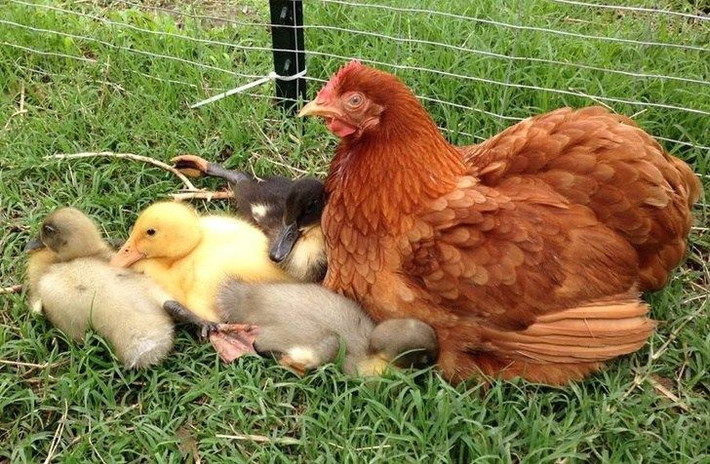 Tuổi Dậu: Phong cách làm việc ấn tượng, lối tư duy rành mạch giúp tuổi Dậu bứt phá mạnh mẽ. Dự đoán ngày mới 12 con giáp bật mí, họ nên khéo léo thể hiện tài năng của mình đúng lúc đúng chỗ để mau chóng chạm tay tới thành công.