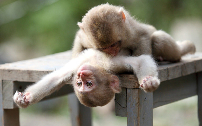 Tuổi Thân: Hôm nay rất phù hợp để con giáp này phát triển kinh doanh, càng liều càng thắng đậm, tiền bạc dư dôi. Trái lại trong chuyện tình cảm, phải nhẹ nhàng, từ tốn, không được tùy tiện hành xử hoặc phát ngôn khiến người thương hiểu nhầm.