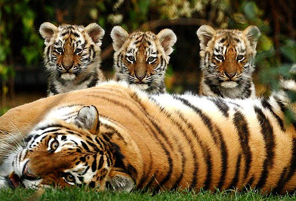 Tuổi Dần: Nhờ được quý nhân phù trợ nên tuổi Dần sẽ gặt hái nhiều điều thuận lợi và may mắn trong công việc. Sau giờ làm, họ có thể thoải mái tụ tập, hẹn hò với bạn bè để giải tỏa stress. Với họ, giờ tiền bạc chỉ là chuyện nhỏ, ái tình cũng chỉ là "phù du", công việc mới thực sự vĩnh cửu.
