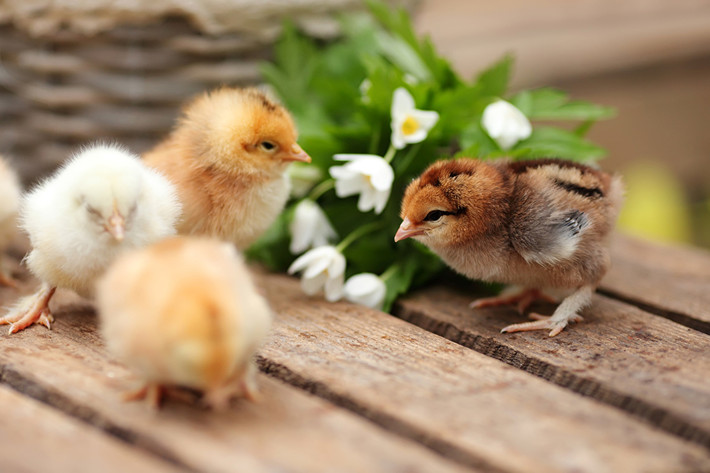 Tuổi Dậu: Dự đoán ngày mới cho 12 con giáp chúc mừng, các cơ hội tuyệt vời đang ập đến dồn dập khiến bạn giàu lên rất nhanh. Càng chi nhiều càng kiếm bộn nên hãy mạnh tay. Chuyện tình cảm vừa tầm, tốt nhất đừng quá kén cá chọn canh mà rơi vào cảnh lắm mối tối nằm không.