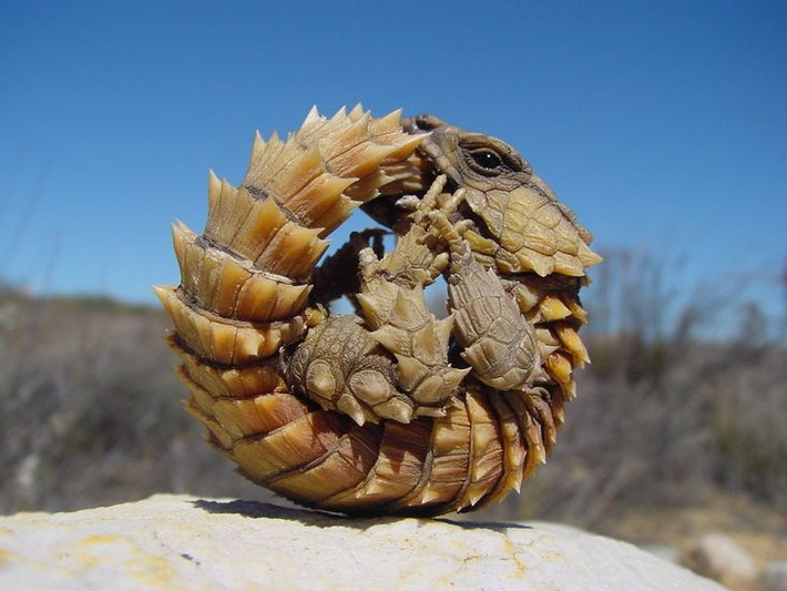 Tên chi Ouroborus bắt nguồn từ biểu tượng cổ xưa "ouroboros", mô tả một con rắn hoặc rồng ăn đuôi của chính nó, thường được dùng để biểu thị các khái niệm về sự vĩnh cửu, bản chất tuần hoàn của cuộc sống và chu kỳ đổi mới vô tận của sự sống. Ảnh: @Pinterest.