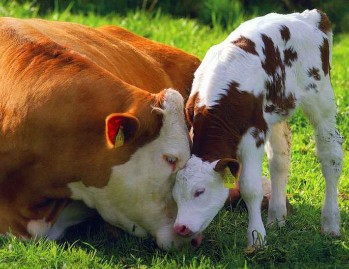 Tuổi Sửu: Công việc kinh doanh của con giáp này 24 giờ tới diễn ra suôn sẻ, bạn sẽ đón nhận nhiều cơ hội tốt. Nếu tạm thời nhận định rằng, chuyện tình cảm của bản thân phù hợp, hãy mạnh mẽ và chủ động đưa ra quyết định đúng đắn.