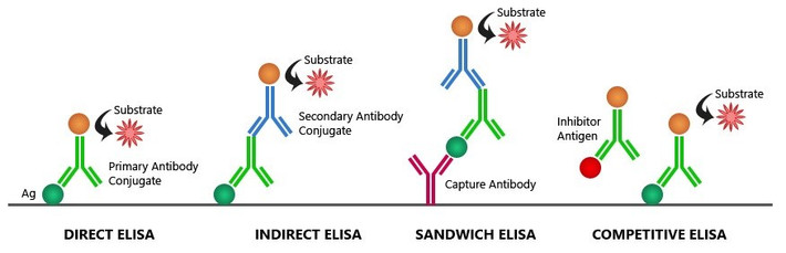Mục đích sản xuất của các kit ELISA này là cạnh tranh với các loại kít nhập ngoại về giá (thấp hơn 1.5-2 lần) và chất lượng tương đương.