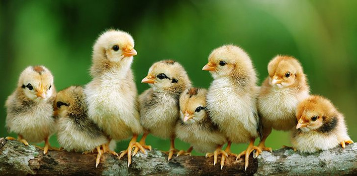 Tuổi Dậu: Dự đoán ngày mới cho tử vi 12 con giáp khuyên bạn cần biết tư duy độc lập, từ bỏ thói quen dựa dẫm ỷ lại. Hành động dứt khoát cả trong công việc, chuyện tình cảm mới có thể cứu vãn mọi sự. Tiền bạc khá eo hẹp, cần chú ý chi tiêu.