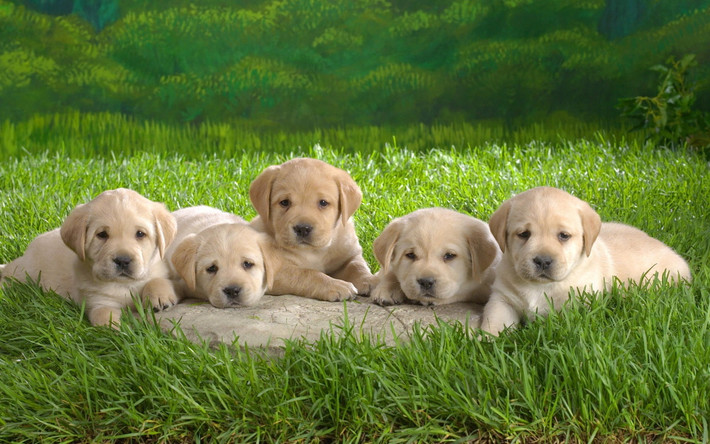Tuổi Tuất: Con giáp này sẽ có 24 giờ may mắn, thuận lợi, nghĩ là làm, làm là thắng lợi. Chỉ cần bớt chút thời gian dành cho nửa kia, bạn sẽ có một ngày khá hoàn hảo. Chi tiêu ổn thỏa, càng chi nhiều càng kiếm lại gấp đôi.