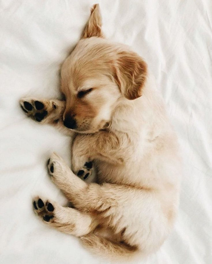 Tuổi Tuất có một ngày hội hè bạn bè vui vẻ. Từ đó, con giáp gặp được quý nhân hỗ trợ, giúp công việc thêm suôn sẻ. Tài lộc đang đi xuống, con giáp đừng mạo hiểm làm giàu bằng may rủi.