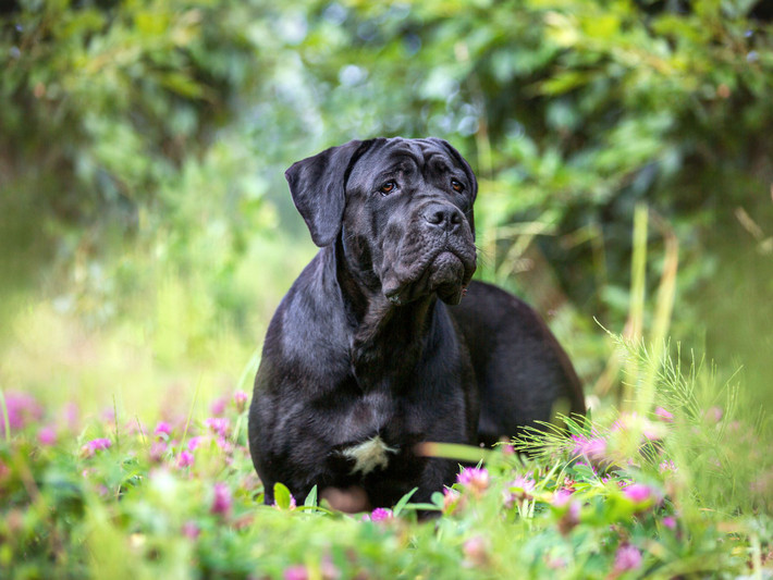 3. Cane Corse - Ban đầu được nuôi ở Ý để săn thú lớn và bảo vệ tài sản. Nó đóng vai trò là một chú chó bảo vệ tận tụy đến mức cực độ, và ngay cả những chú chó con được thuần hóa cũng khó thoải mái với người lạ. Cane Corsos có khả năng săn mồi cao và phải được nhốt cẩn thận để không làm hại các vật nuôi nhỏ hơn, chẳng hạn như mèo và chó nhỏ. Ảnh: Getty Images.