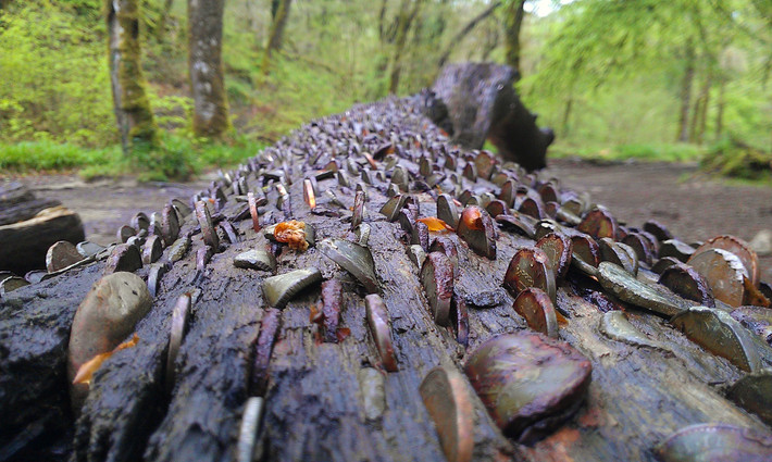 Tuy nhiên, một phát ngôn viên của National Trust for Scotland cho biết: "Trong nhiều năm, nhiều người đã đóng rất nhiều đồng tiền xu vào gốc cây và thân cây như một loại lễ vật để ước nguyện. Trong các khu rừng ở Scotland, chúng tôi có thể chấp nhận điều đó miễn là ở quy mô nhỏ, nhưng giờ đây có vẻ như truyền thống này đã trở thành một hiện tượng thời thượng và không thể kiểm soát được”. Ảnh: @Wikipedia.