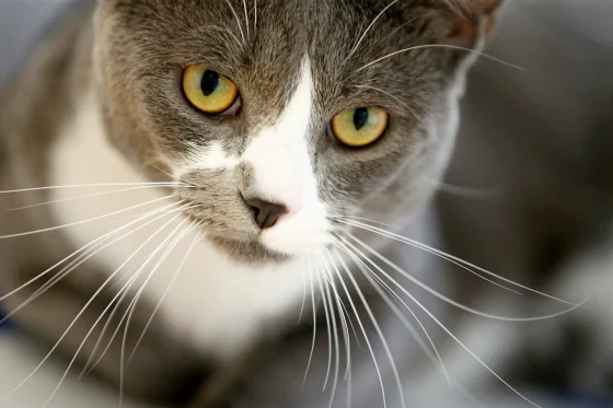 “Acoustic Kitty”, một trong những ví dụ đầu tiên về động vật cyborg, đã cấy một micrô vào tai và một máy phát vô tuyến vào gốc hộp sọ. Bác sĩ thú y cũng đã đan một ăng-ten vào bộ lông của con mèo. CIA hy vọng, con mèo có thể được huấn luyện để ngồi gần các quan chức nước ngoài, và bí mật truyền các cuộc trò chuyện riêng tư của họ. Ảnh: @NBC News.