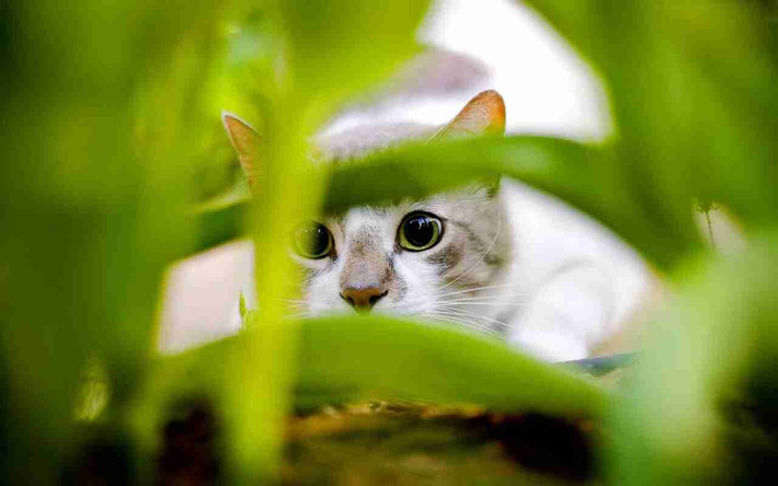 Thay vì ngoan ngoãn ngồi gần những người đàn ông, Acoustic Kitty đi lang thang vào một con phố gần đó và bị một chiếc ô tô đâm trúng. Cái chết sớm của con mèo đã chấm dứt chương trình, và mèo không bao giờ được cân nhắc sử dụng cho những dự án như vậy nữa. Ảnh: @Almo Nature Blog.