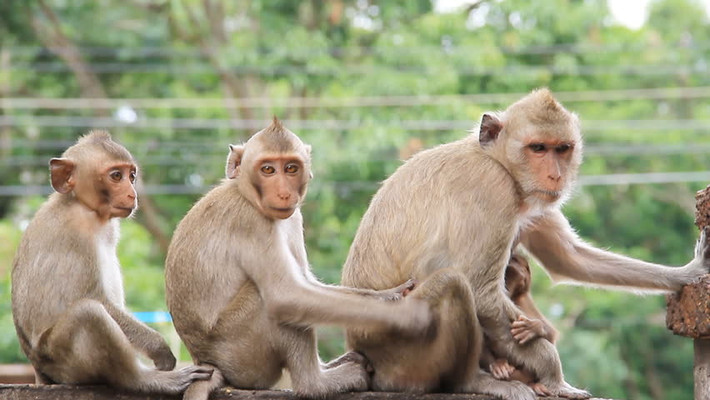 Tuổi Thân: Khi đón nhận cơ hội làm việc lâu dài với đối tác tiềm năng, bạn cần phải chú ý phân tích kĩ càng, đừng quyết định mù quáng kẻo rơi vào cảnh cốc mò cò xơi, tiền bạc thất bát. Không giận cá chém thớt với nửa kia khi quá áp lực.