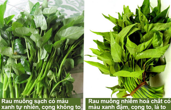 Ngoài ra, bạn không nên mua những mớ rau có lá màu xanh đậm. Lá quá đậm có thể bắt nguồn từ việc hấp thụ nhiều kim loại nặng, nhiễm chì.