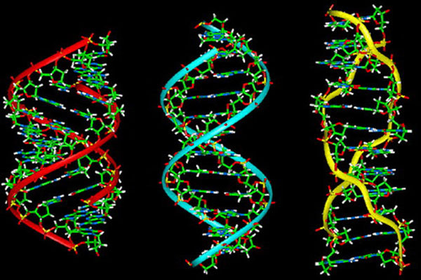 DNA là một phân tử nucleic acid mang thông tin di truyền mã hóa cho hoạt động sinh trưởng và phát triển của các dạng sống bao gồm cả virus. DNA thường được coi là vật liệu di truyền ở cấp độ phân tử tham gia quyết định các tính trạng. Trong quá trình sinh sản, phân tử DNA được nhân đôi và truyền cho thế hệ sau. Nhưng đó chỉ là khái niệm sơ đẳng về di truyền học. Bạn không biết rằng, xoay quanh DNA có vô số những điều thú vị.
