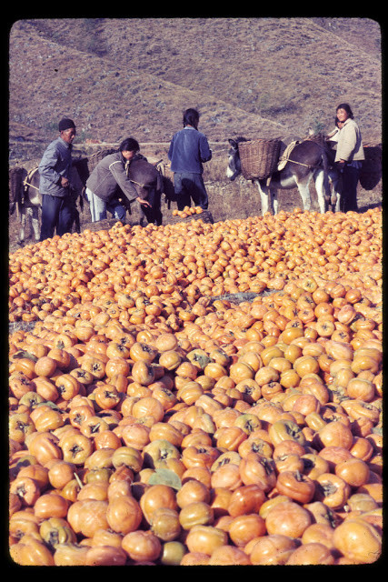 Cảnh người dân thu hoạch hồng kaki ở Bắc Kinh. Ảnh chụp vào năm 1977.