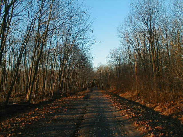 Theo Insdier, Nam Hướng Đạo (Boy Scouts Lane) ở Stevens Point, bang Wisconsin, là một trong những con đường "ma ám" nhất nước Mỹ. Sở dĩ con đường này được đặt tên như vậy vì nó thuộc sở hữu của Hội Nam Hướng đạo Mỹ. Nhiều câu chuyện đã được "thêu dệt" về đường Boy Scouts như cái chết bí ẩn của những hướng đạo sinh. Một số người kể lại rằng họ thấy những bóng đen kỳ lạ và cả những vết tay bí ẩn trên các thân cây dọc con đường. Nguồn ảnh: Wikipedia.
