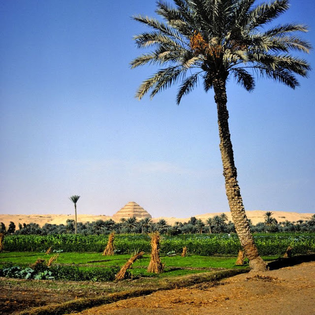 Kim tự tháp Djoser nhìn từ một nông trại ở Saqqara, Ai Cập.