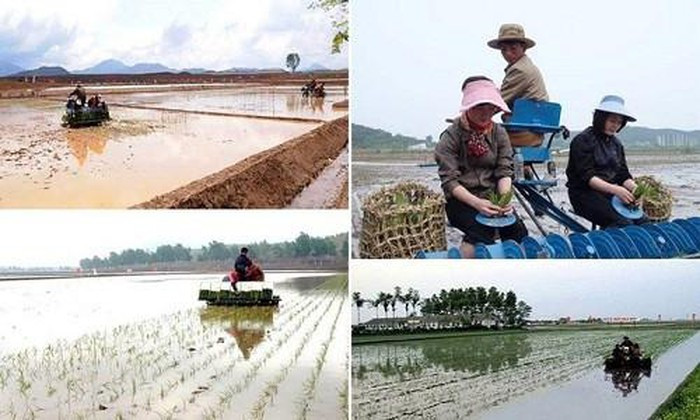 Cảnh người nông dân Triều Tiên cấy lúa trên cánh đồng huyện Koksan. Ảnh: FBNK.