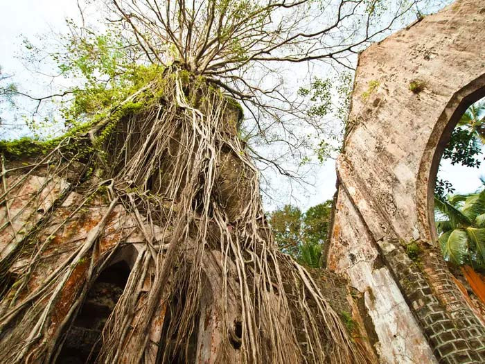 Một nhà thờ bỏ hoang vẫn tràn ngập ánh sáng tự nhiên hàng ngày. Nhà thờ này từng rất đông người tới dự lễ nhưng giờ bao phủ nó chỉ toàn cây cối rậm rạp.