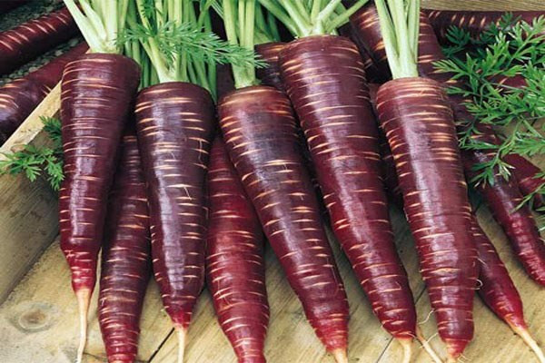 Cà rốt tím. Bên cạnh việt quất, cà rốt tím cũng chứa rất nhiều anthocyanins. Cà rốt tím được phong là "nhân sâm nhỏ" vì nó là loại thực vật rất tốt, có lợi hơn cho sức khỏe, ngoài tác dụng chống lão hóa, mà còn ngăn ngừa các bệnh tim mạch và một số loại ung thư.