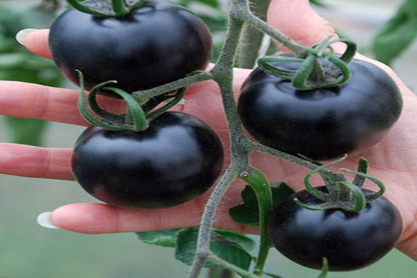 Do biến đổi gene nên cà chua đen chứa rất nhiều anthocyanin, nhóm hợp chất có khả năng chống oxy hóa mạnh. Nhiều chuyên gia tin rằng anthocyanin có khả năng ngừa hàng loạt bệnh - bao gồm ung thư, tiểu đường và béo phì.