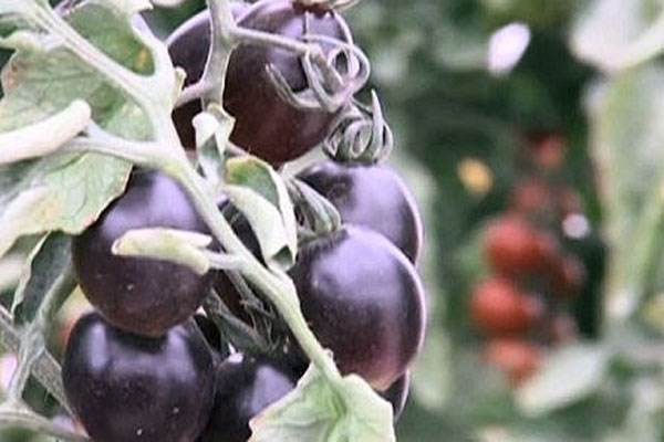 Cà chua đen. Do biến đổi gen nên cà chua đen chứa rất nhiều anthocyanin, nhóm hợp chất có khả năng chống oxy hóa mạnh. Nhiều chuyên gia tin rằng, anthocyanin có khả năng ngừa hàng loạt bệnh - bao gồm ung thư, tiểu đường và béo phì.