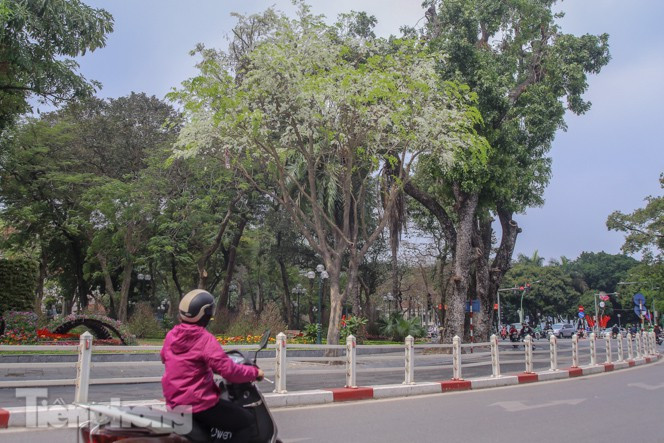 Đến hẹn lại lên, cứ mỗi độ cuối tháng 2, đầu tháng 3 về, hoa sưa bắt đầu nở ở Hà Nội. Những ngày này, các đường phố lại ngập trong sắc trắng tinh khôi, dịu dàng đến nao lòng của những bông hoa sưa nở trắng trời.