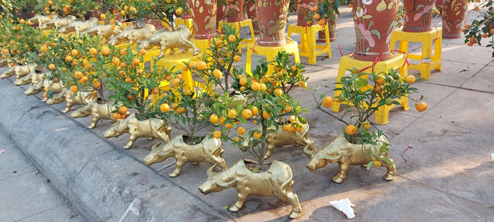 Tết Tân Sửu, hình tượng trâu vàng cũng được tạo thế cho những cây quất như này có giá khoảng 500.000 đồng.