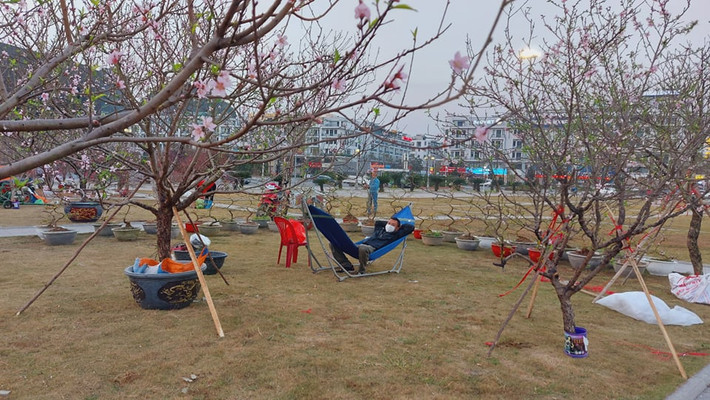 Phút nghỉ ngơi của những tiểu thương bán hoa đào cảnh.