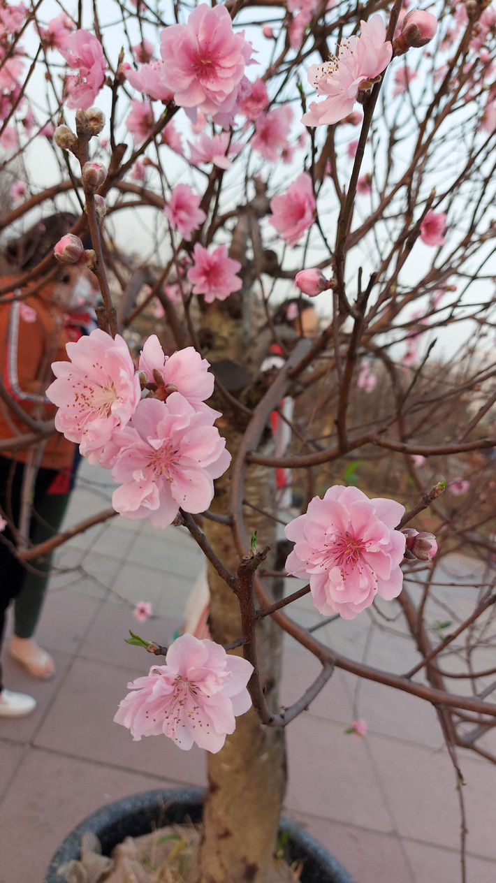 Nhiều dáng đào được chăm chút đưa đến hội hoa Xuân.