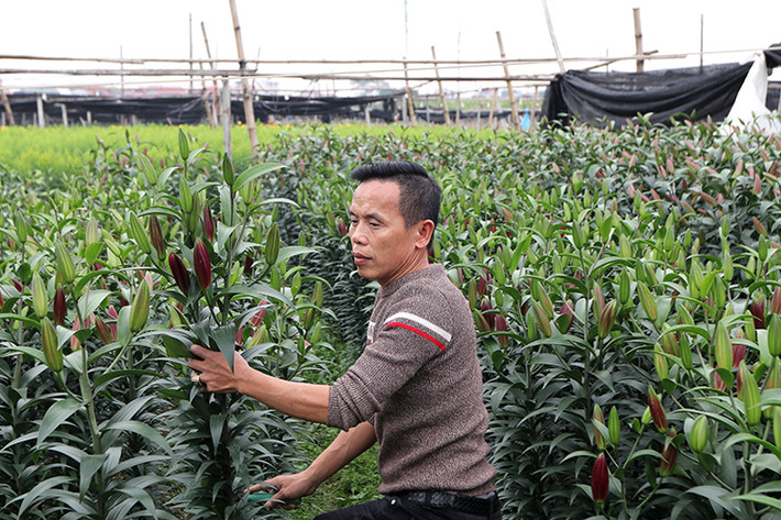 Cũng theo các chủ vườn, thiệt hại nặng nề nhất giai đoạn này chính là người trồng hoa ly, bởi giá giống hoa cao. Lại mất nhiều chi phí chăm sóc và hoa nở trong thời gian rất ngắn, không có người mua nên các chủ vườn chỉ còn cách duy nhất là cắt vứt bỏ tại ruộng.
