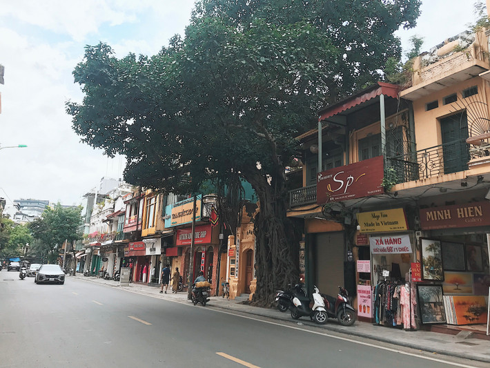 Cây đa đình Cổ Vũ (phố Hàng Gai, Hà Nội) được người dân gọi là chứng nhân lịch sử của Hà Nội, tuổi thơ của bao thế hệ trên phố cổ Hà Nội đã gắn bó với cây như là một phần ký ức tươi đẹp của tuổi thơ.