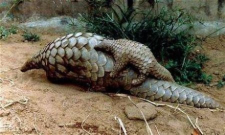 Tê tê. Tê tê không có răng và thức ăn của chúng là kiến và mối nên không cần phải nhai. Quá trình tiêu hóa thức ăn được trợ giúp bởi những viên sỏi và những viên đá nhỏ mà tê tê nuốt vào bụng. Mặc dù không có răng nhưng bù lại, tê tê có chiếc lười dài (40cm) rất dính để bắt mồi.