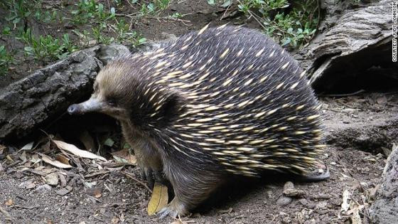 Thú lông nhím Australia. Giống như thú mỏ vịt, thú lông nhím Australia cũng là động vật đơn huyệt. Cả cơ thể của nó được bao phủ bởi lông mao và gai nhọn, đầu nhỏ, mỏ hẹp và miệng không có răng. Thức căn chủ yếu của chúng là kiến, được bắt bằng chiếc lưỡi dính tương tự thú ăn kiến.