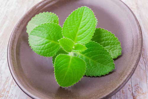 Ở Việt Nam, húng chanh được sử dụng để chữa viêm họng, cảm cúm, cảm sốt, nóng rét, nhức đầu, nghẹt mũi, ho đờm rất hiệu quả. Đây là loại thảo dược có tác dụng phát tán phong hàn, tiêu đờm, sát khuẩn.