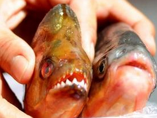 Khi đó, chúng sẽ trở thành con mồi của các loài chim lớn.