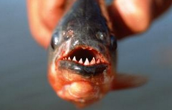 Piranha còn được gọi là “cá răng đao”, “cá cọp”, hay “cá ăn thịt người”, nó có thể tấn công ngay cả các loài động vật lớn hơn nó hàng trăm lần bằng bộ răng rất sắc nhọn.